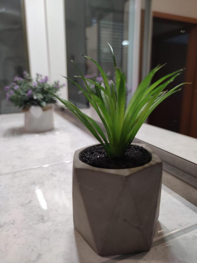 Apartment Sve U 5 Minuta 扎达尔 外观 照片